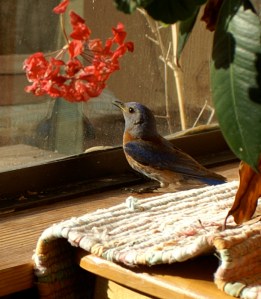 bluebird