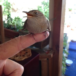 Canyon Wren, photo © Elsah Cort