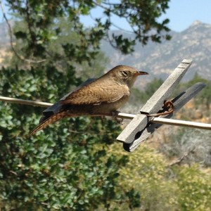 Canyon Wren photo © Elsah Cort